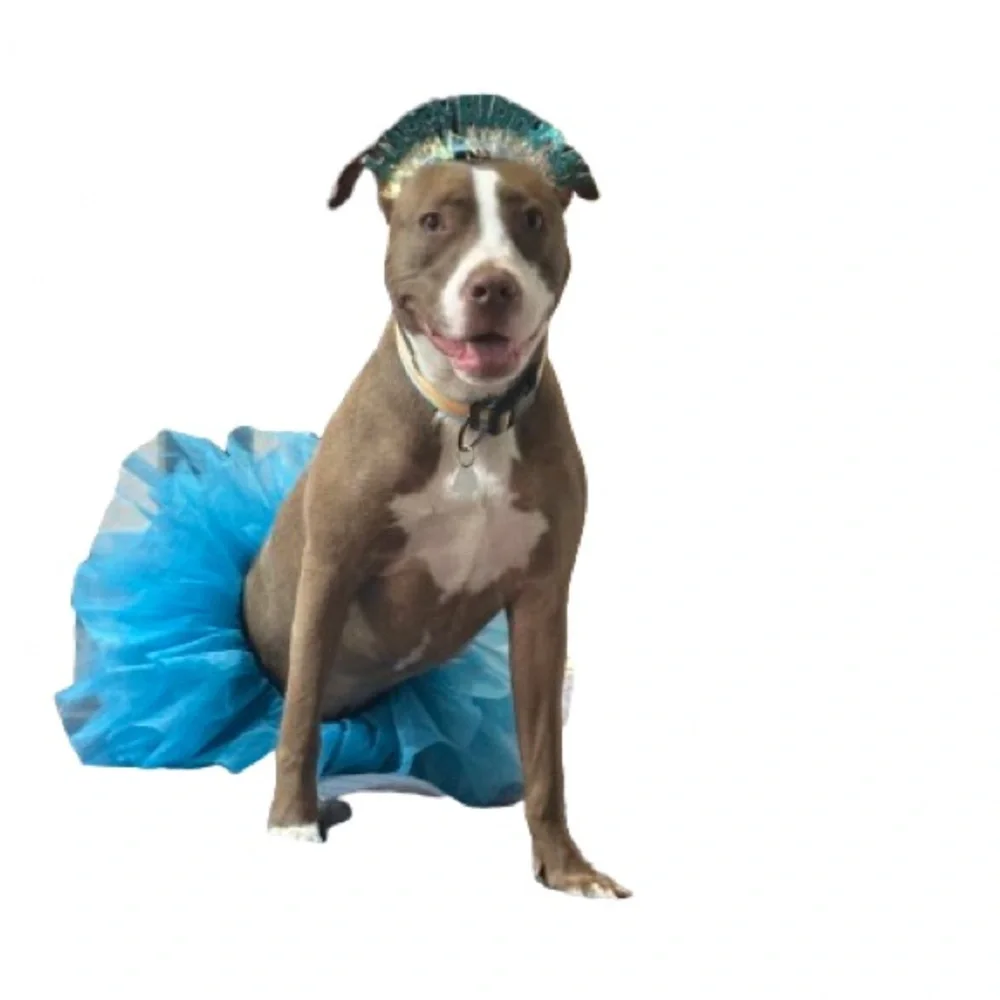 Blue Dog Tutu Costume and Matching Birthday Crown
